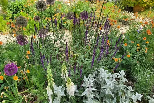 Drought tolerant border design. Herbaceous perennials.