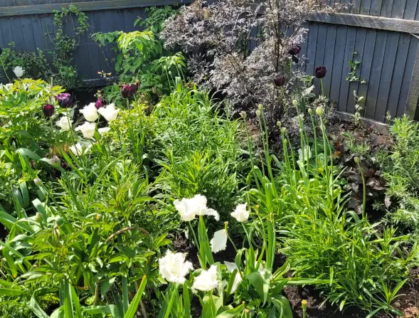 Sambucus & Tulips