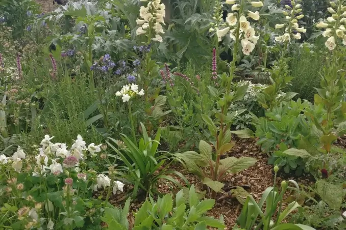 flower border