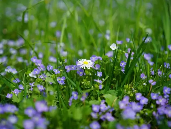 flowering lawn