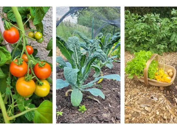 vegetables