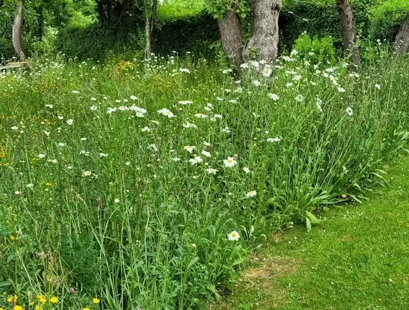 wild flower border